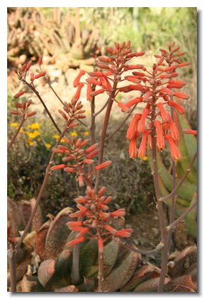 Apache (25)   Desert Honeysuckle